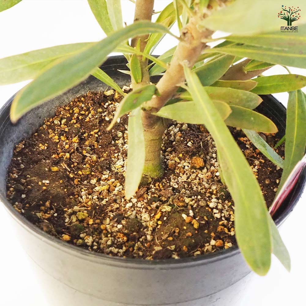 プロテア ポッサムマジック大苗 【花木苗 9号鉢／1個売り】｜ 【植物の