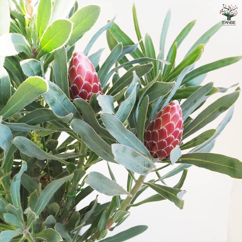 プロテア ポッサムマジック大苗 【花木苗 9号鉢／1個売り】｜ 【植物の