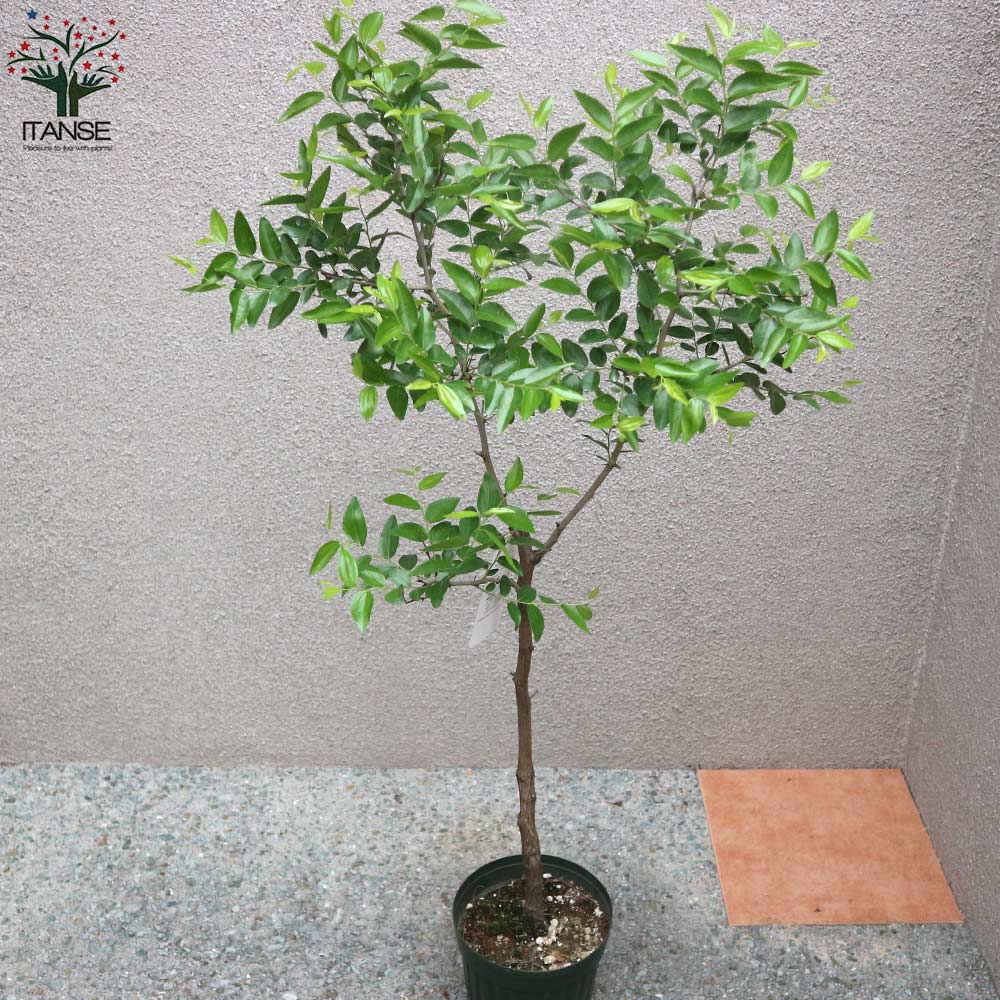 ナツメの苗木 夏芽【果樹の苗木 5～6号鉢／1個売り】｜ 【植物の