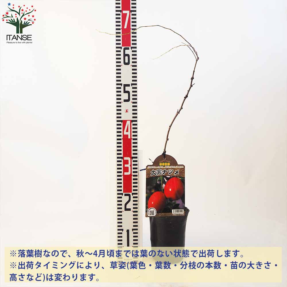 なつめ苗木 赤い果実 収穫時期8?10月 1株 ナツメ 七月早脆