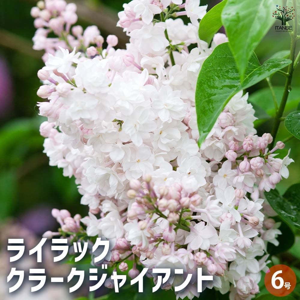 ライラック クラークジャイアント 【花木苗 6号／1個売り】｜ 【植物の