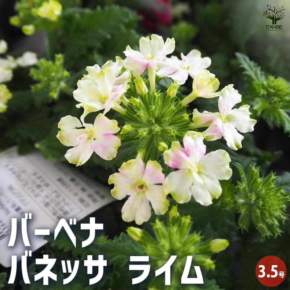 栄養系バーベナ バネッサ ライム 【花苗 3.5号】｜ 【植物の
