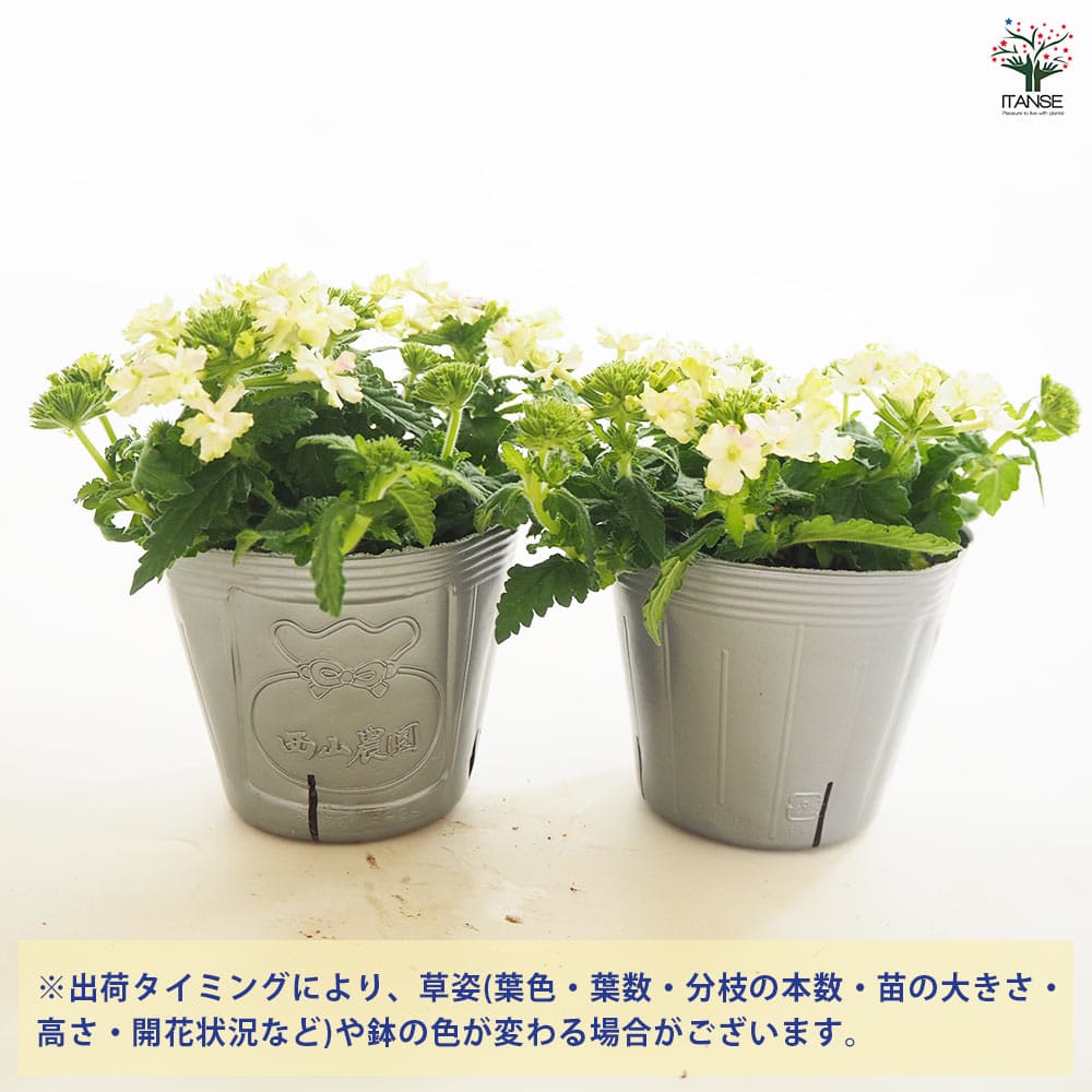 栄養系バーベナ バネッサ ライム 【花苗 3.5号】｜ 【植物の