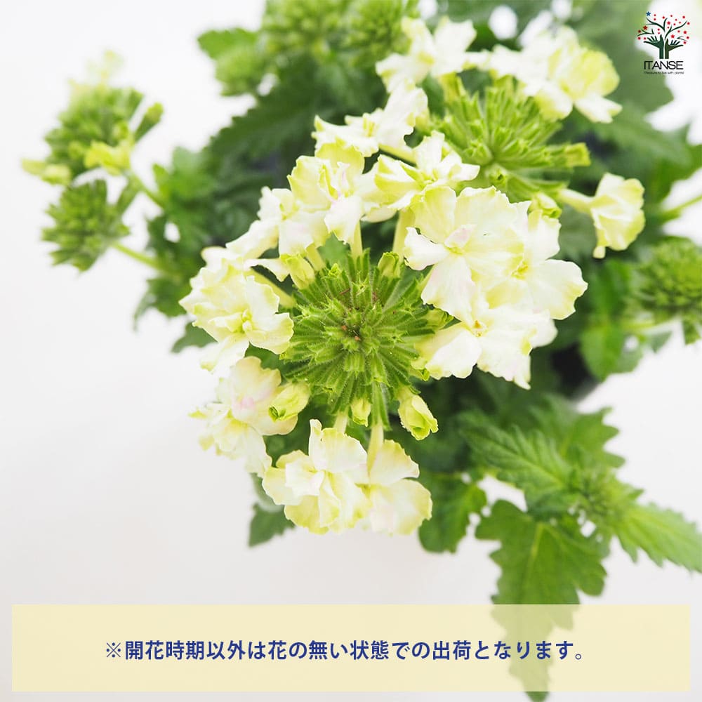 栄養系バーベナ バネッサ ライム 【花苗 3.5号】｜ 【植物の