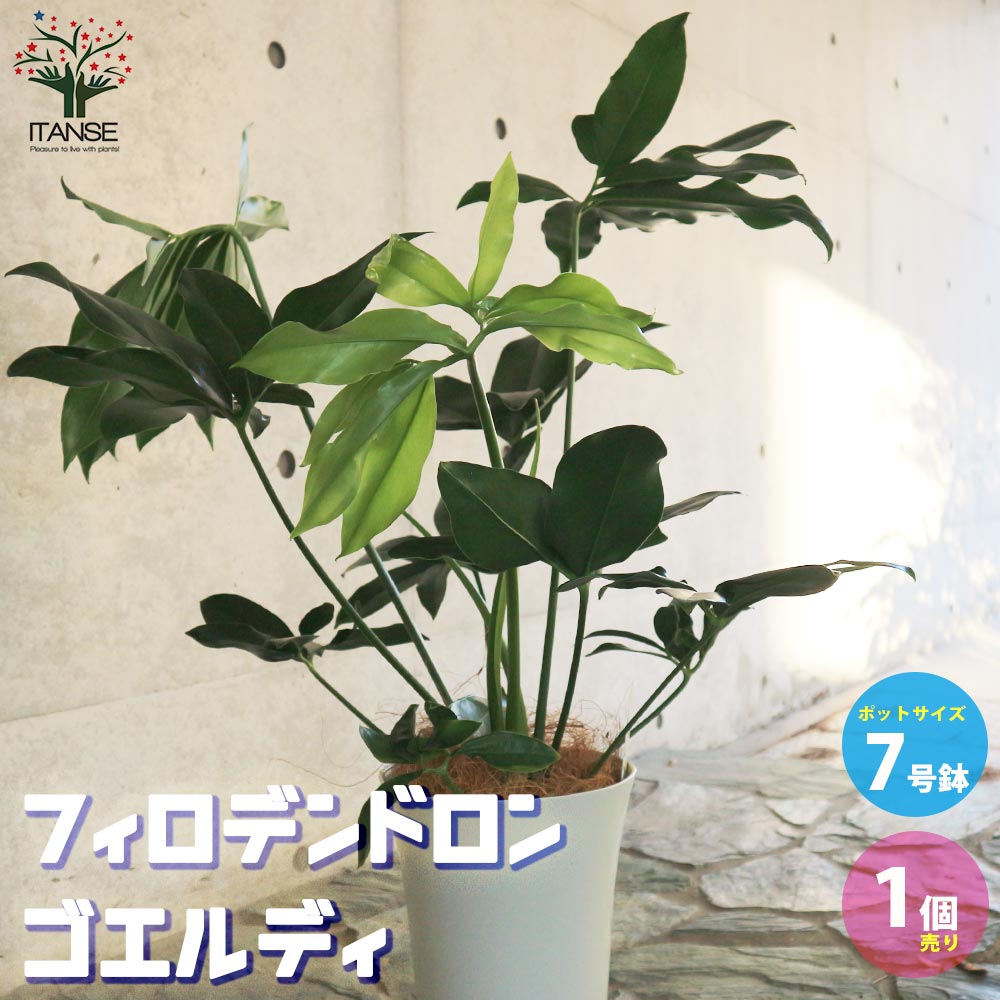 フィロデンドロン・ゴエルディ 【観葉植物 7号プラスチック鉢:リビングやオフィス向きサイズ/1個売り】