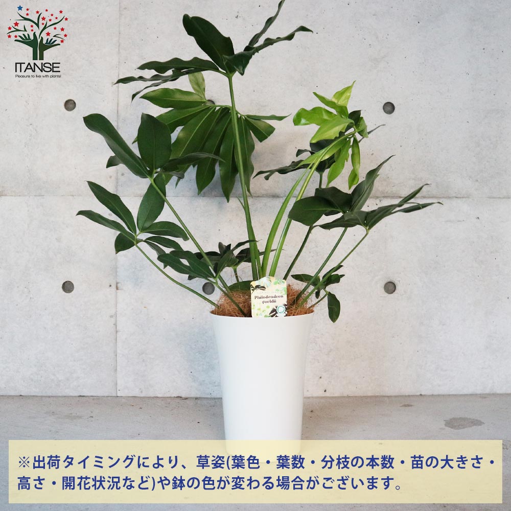 フィロデンドロン・ゴエルディ 【観葉植物 7号プラスチック鉢:リビングやオフィス向きサイズ/1個売り】