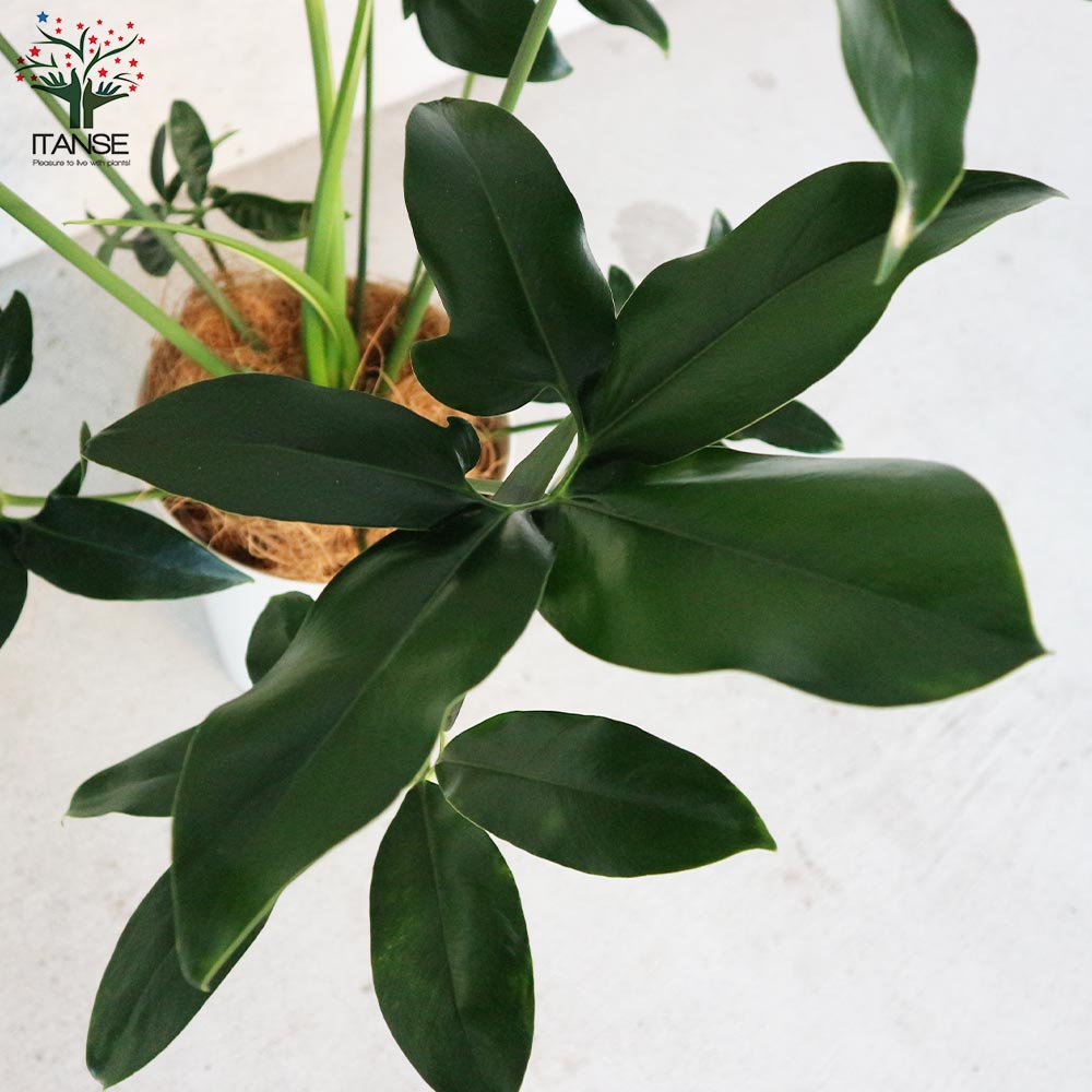 フィロデンドロン・ゴエルディ 【観葉植物 7号プラスチック鉢:リビングやオフィス向きサイズ/1個売り】