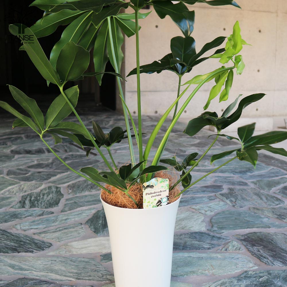 フィロデンドロン・ゴエルディ 【観葉植物 7号プラスチック鉢:リビングやオフィス向きサイズ/1個売り】