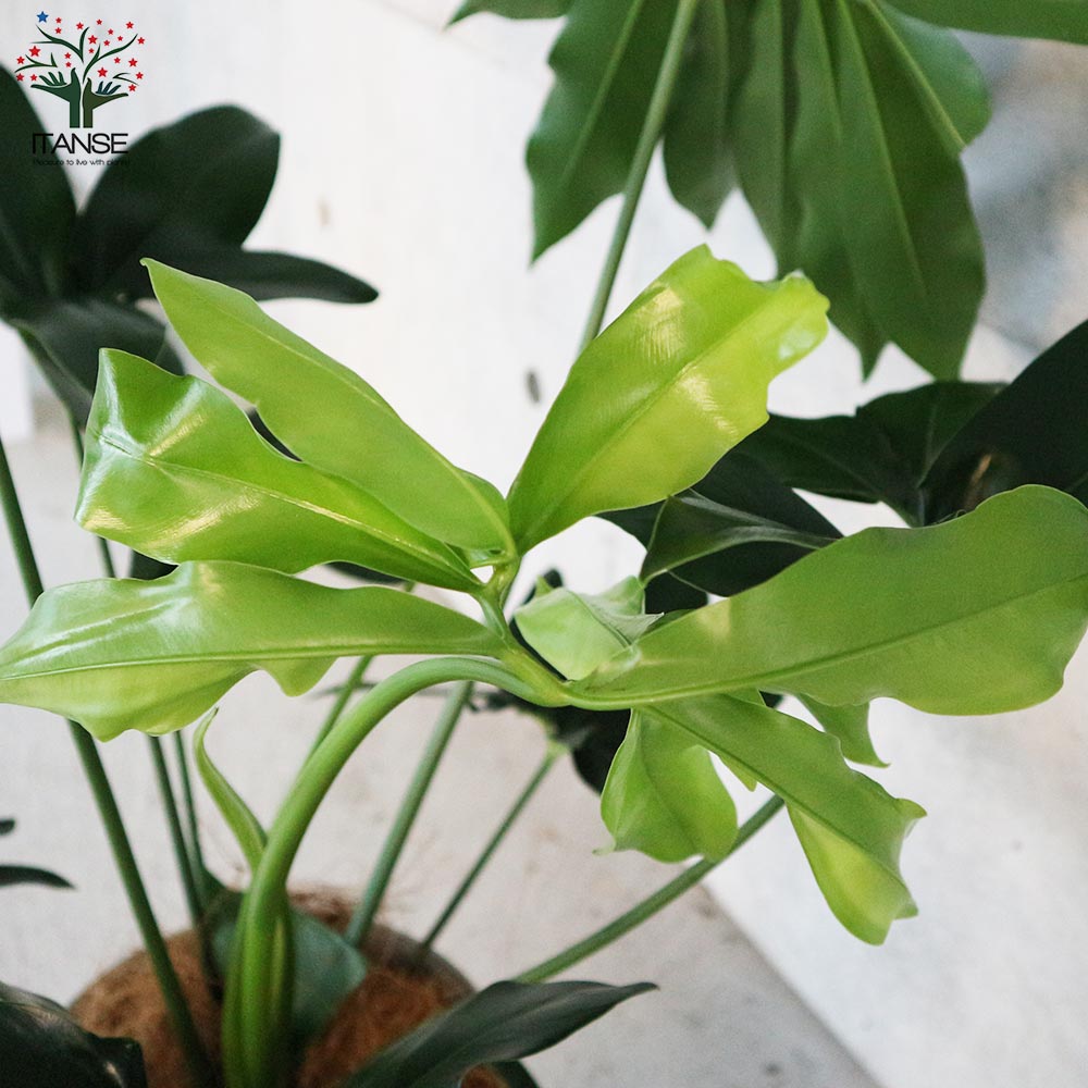 フィロデンドロン・ゴエルディ 【観葉植物 7号プラスチック鉢:リビングやオフィス向きサイズ/1個売り】