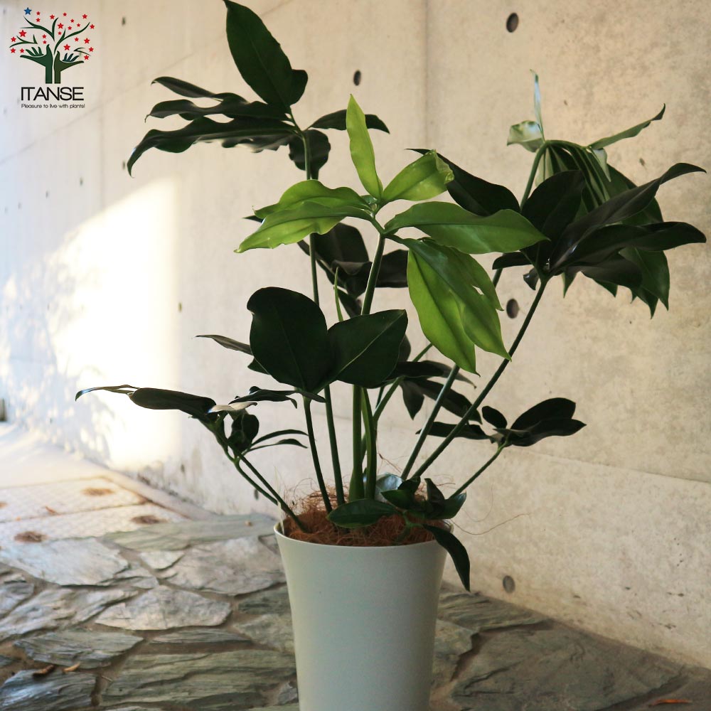 フィロデンドロン・ゴエルディ 【観葉植物 7号プラスチック鉢:リビングやオフィス向きサイズ/1個売り】