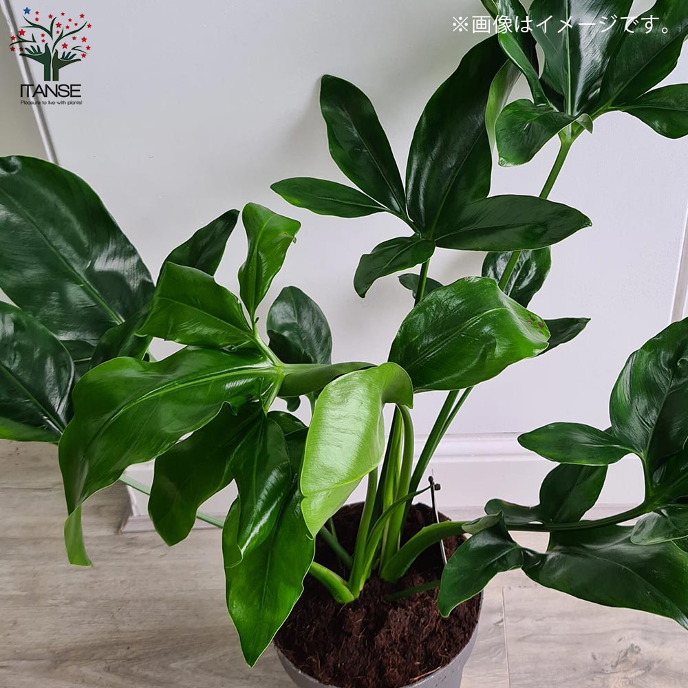 フィロデンドロン・ゴエルディ 【観葉植物 7号プラスチック鉢:リビングやオフィス向きサイズ/1個売り】