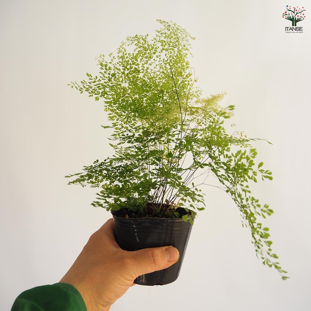 観葉植物 アジアンタム ミクロフィラム 【観葉植物 3号】｜ 【植物の