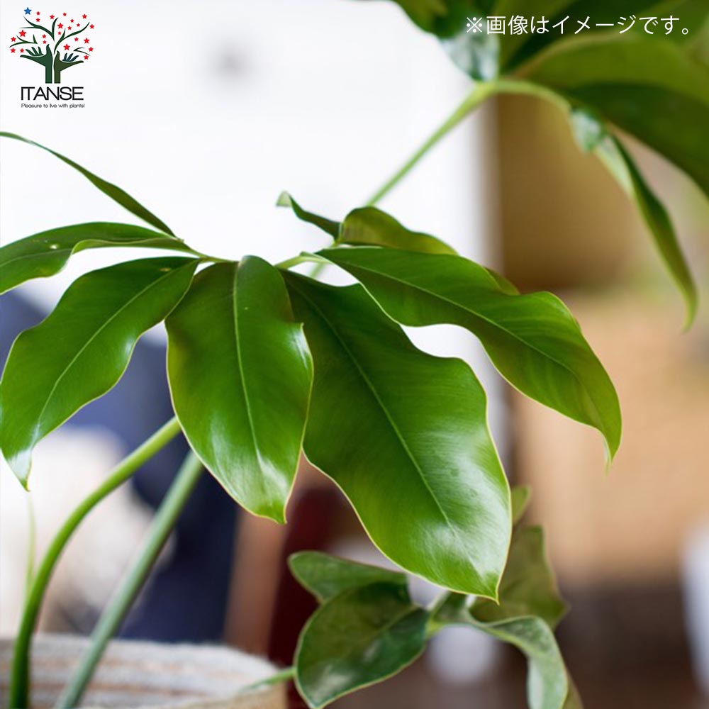 フィロデンドロン・ゴエルディ 【観葉植物 7号プラスチック鉢:リビングやオフィス向きサイズ/1個売り】