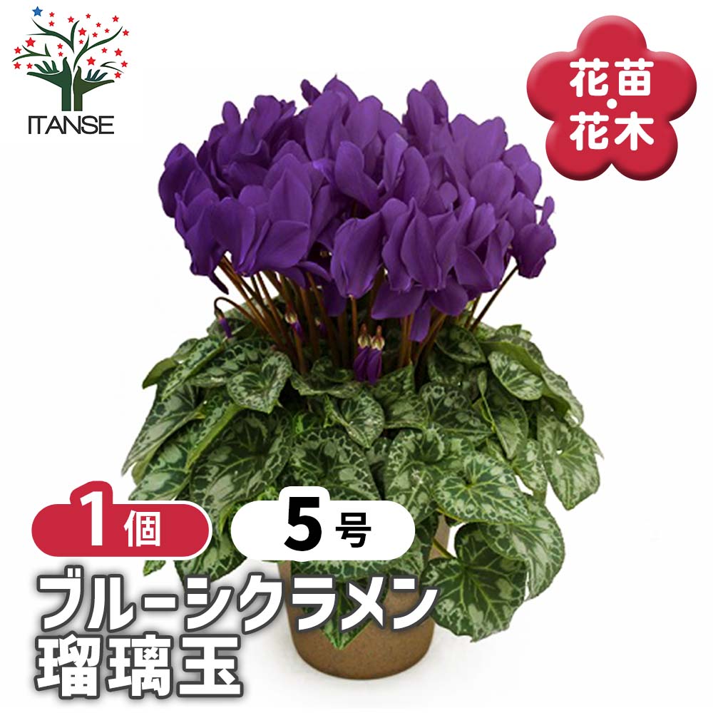 シクラメン・瑠璃玉【花苗 5号 底面給水鉢 開花株／1個売り】