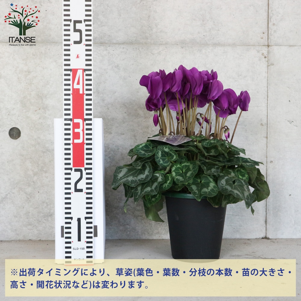 シクラメン・瑠璃玉【花苗 5号 底面給水鉢 開花株／1個売り】