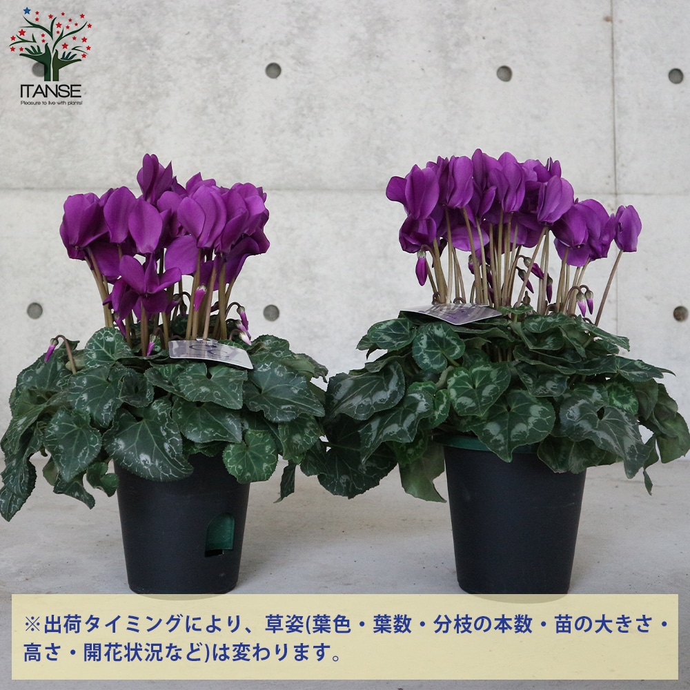 シクラメン・瑠璃玉【花苗 5号 底面給水鉢 開花株／1個売り】