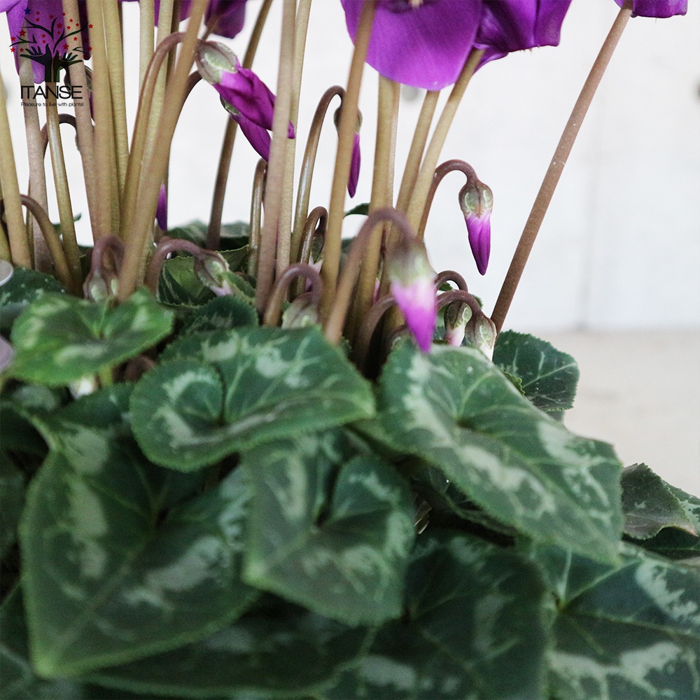 シクラメン・瑠璃玉【花苗 5号 底面給水鉢 開花株／1個売り】