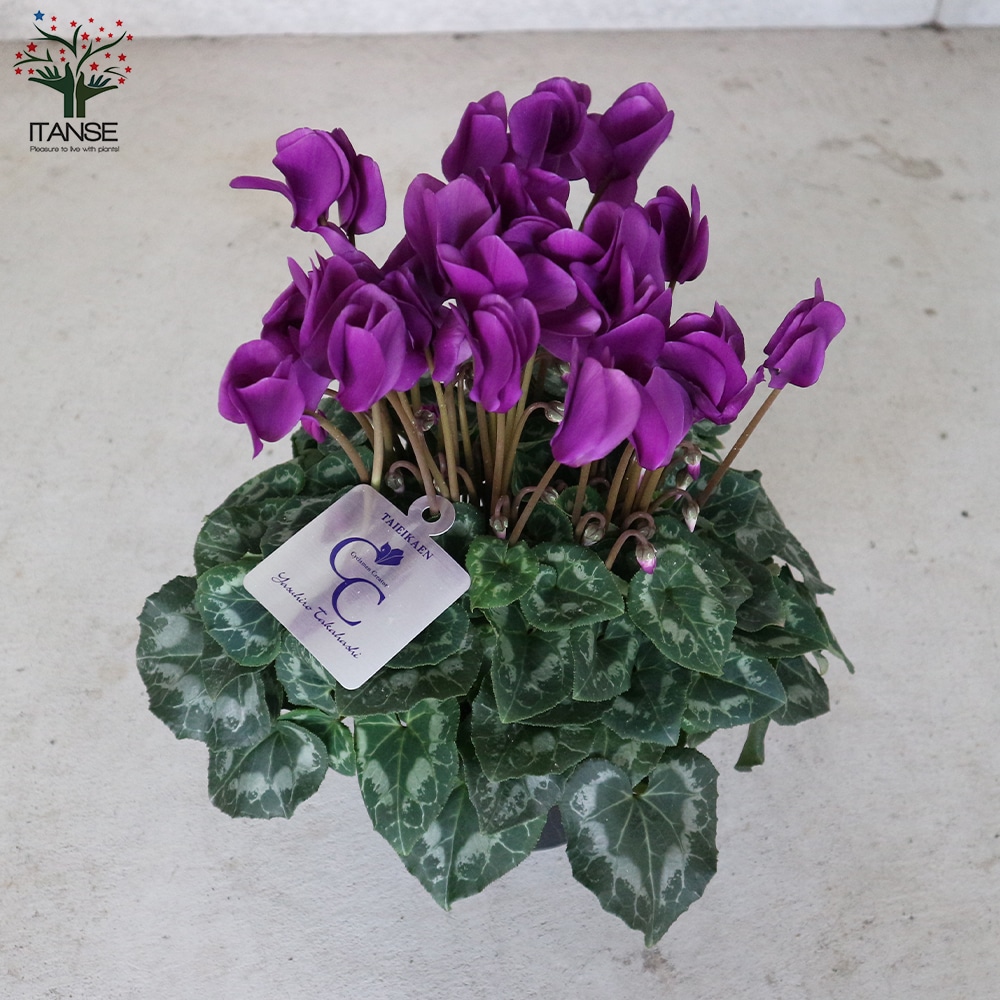 シクラメン・瑠璃玉【花苗 5号 底面給水鉢 開花株／1個売り】