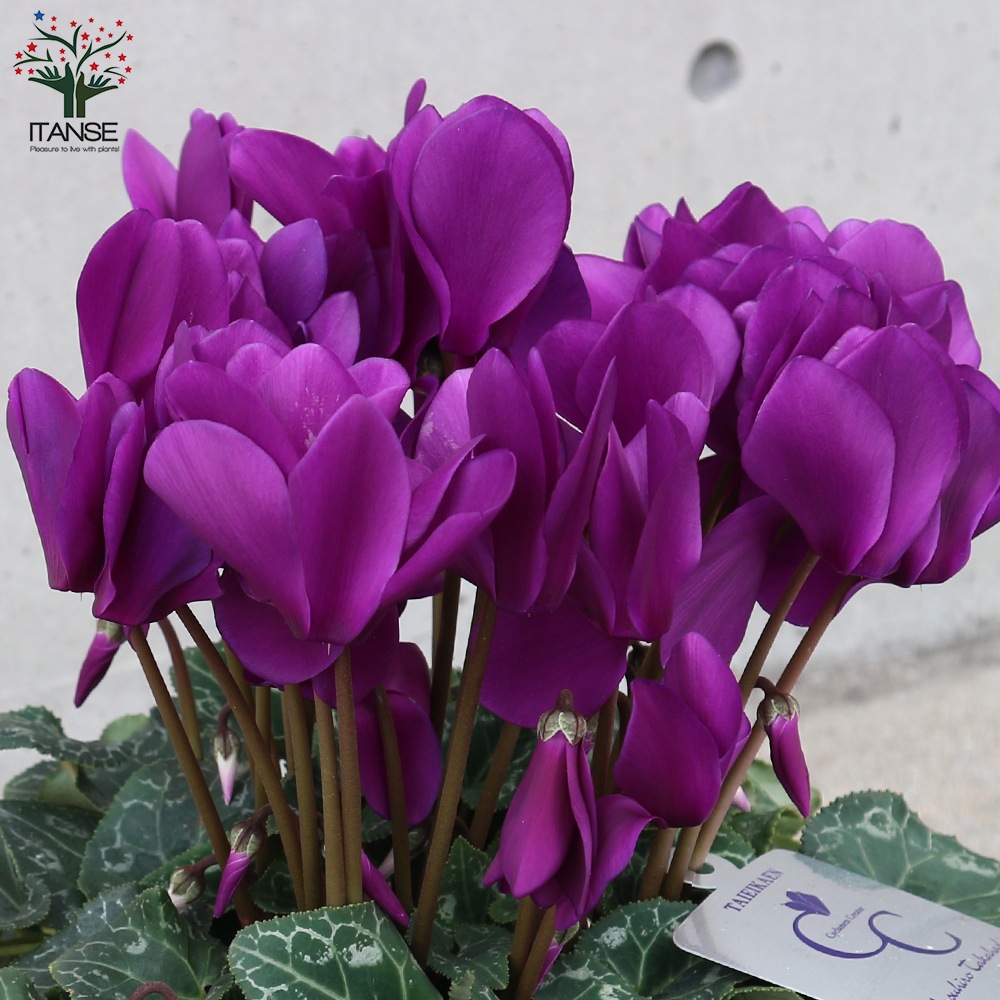 シクラメン・瑠璃玉【花苗 5号 底面給水鉢 開花株／1個売り】