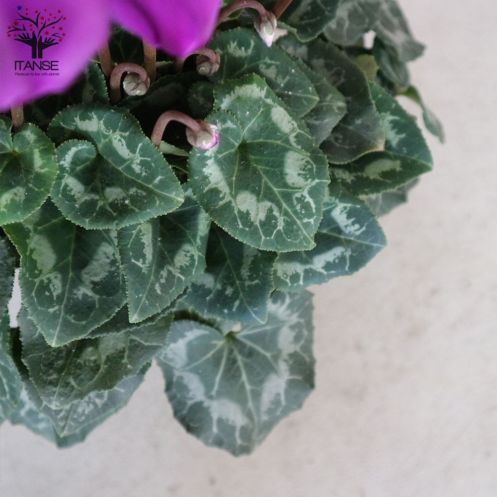 シクラメン・瑠璃玉【花苗 5号 底面給水鉢 開花株／1個売り】