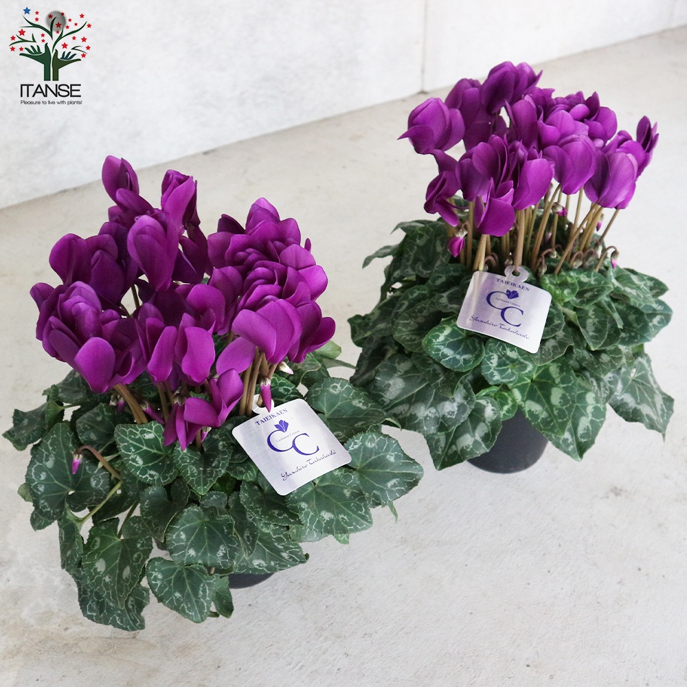 シクラメン・瑠璃玉【花苗 5号 底面給水鉢 開花株／1個売り】