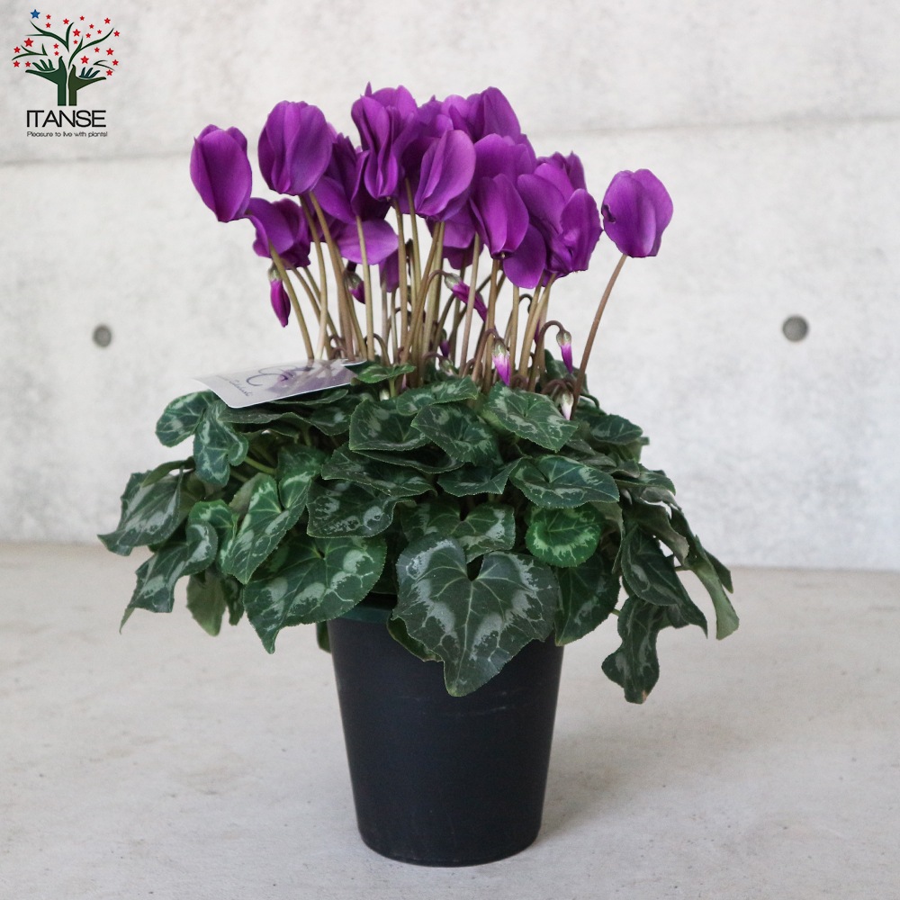 シクラメン・瑠璃玉【花苗 5号 底面給水鉢 開花株／1個売り】