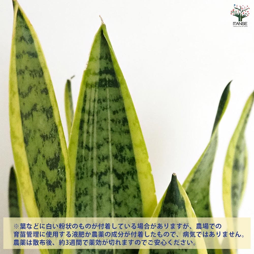 サンスベリア ローレンティー【受皿付き】 【観葉植物 6号／1個売り