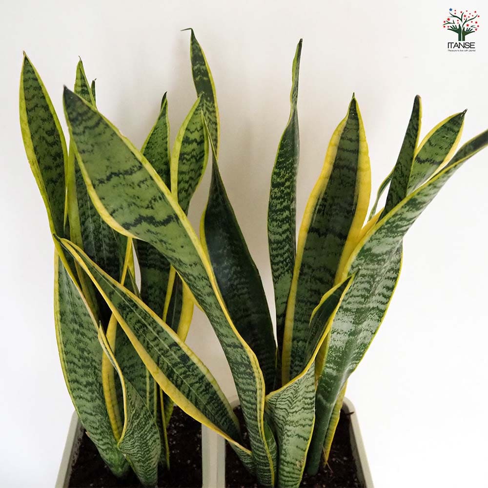 サンスベリア ローレンティー【受皿付き】 【観葉植物 6号／1個売り