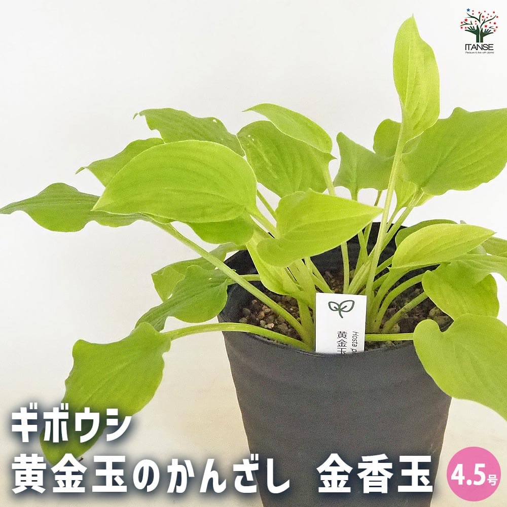 ホスタ(ギボウシ) タマノカンザシ 金香玉 【花木苗 4.5号】