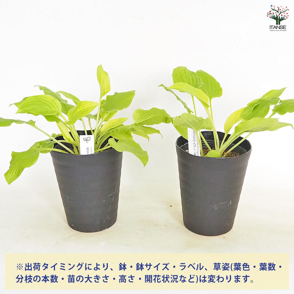 ホスタ(ギボウシ) タマノカンザシ 金香玉 【花木苗 4.5号】