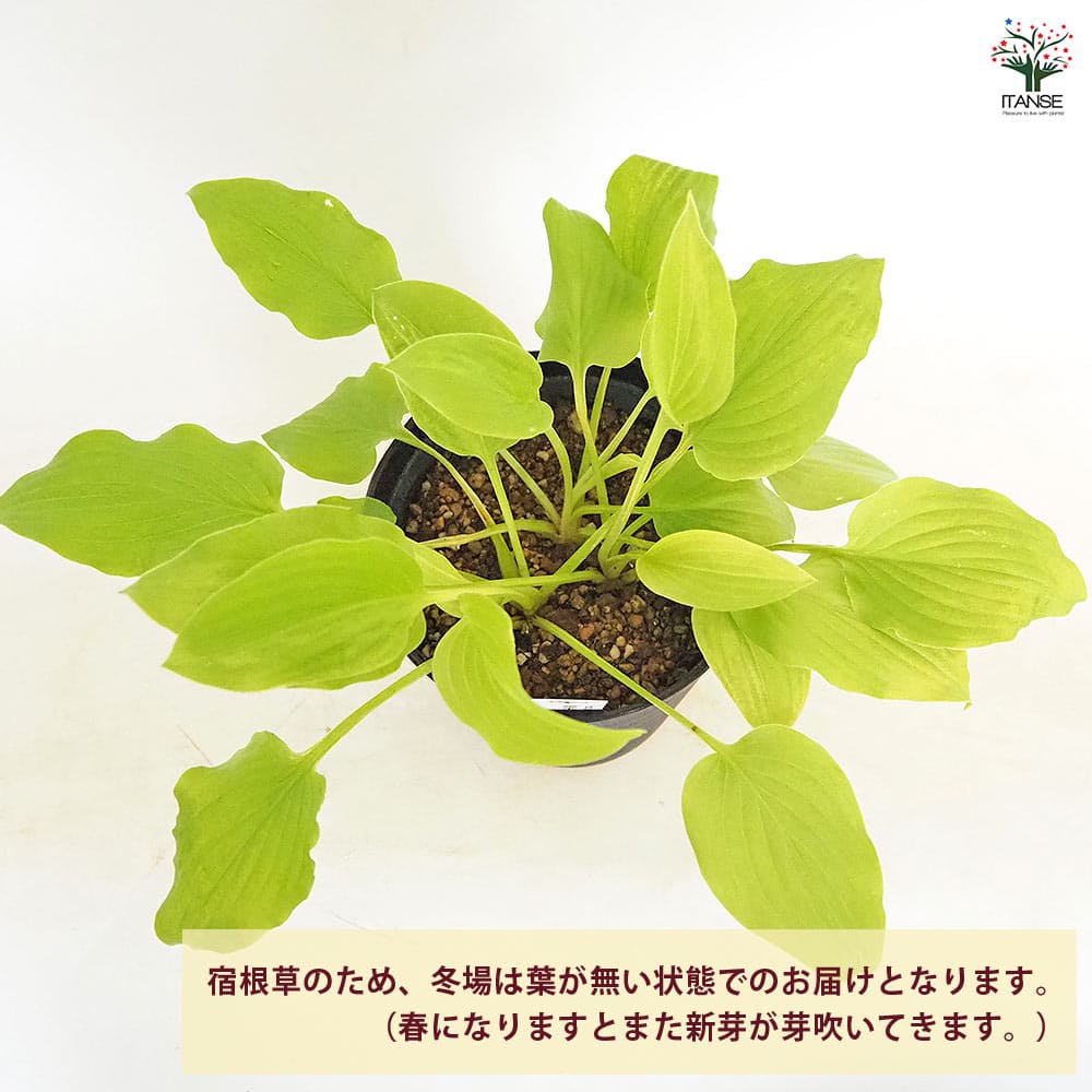 ホスタ(ギボウシ) タマノカンザシ 金香玉 【花木苗 4.5号】