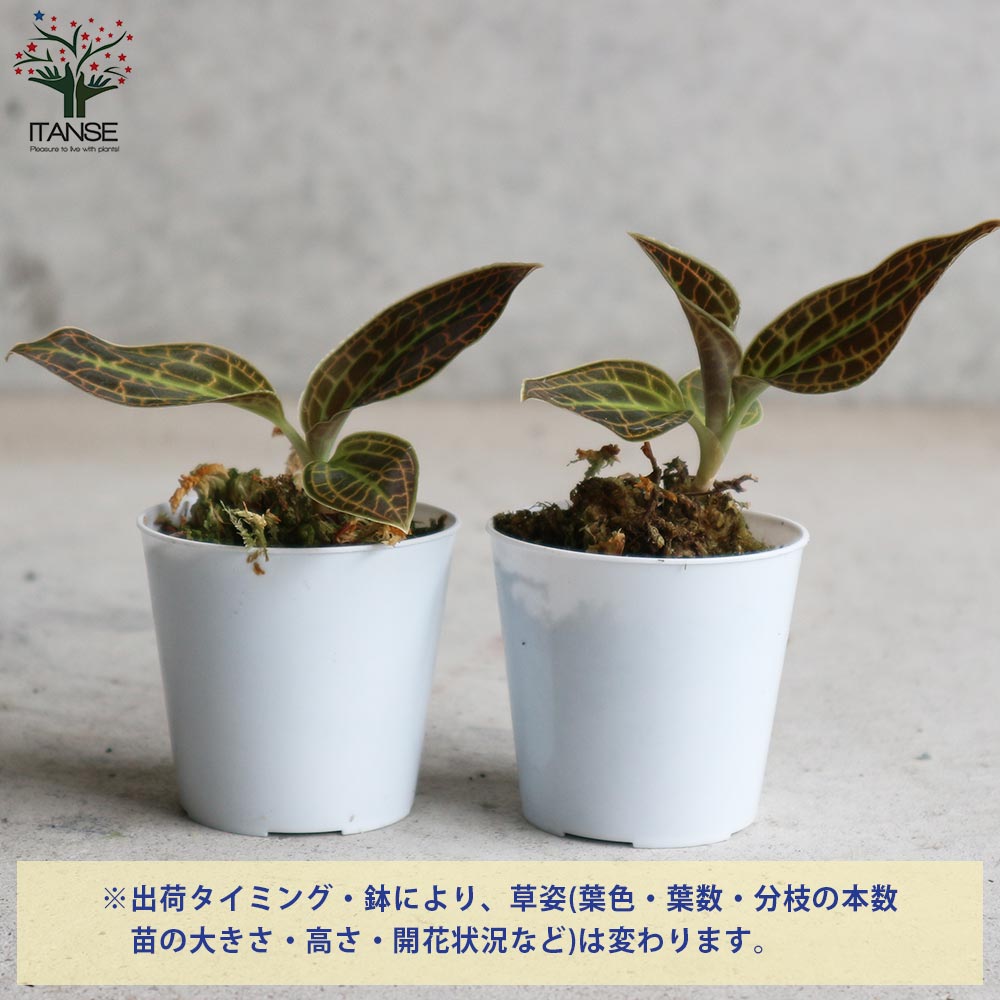 サンデリアナ 幼苗1 洋蘭 FARM BASE ONLINE SHOP｜洋らん・和らん・苗