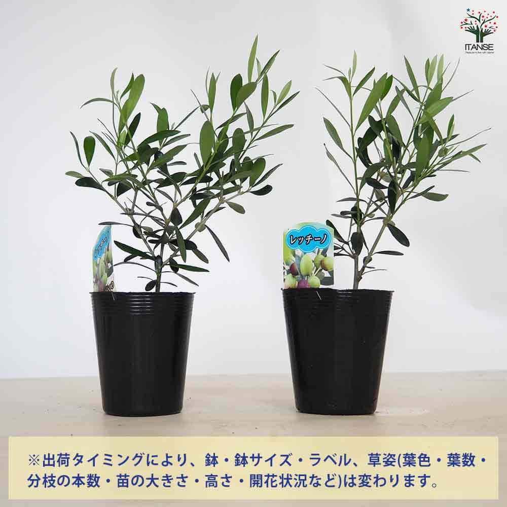 ご予約用オリーブの苗※レッチーノ オリーブ レッチーノ 【果樹の苗 3.5号】｜ 【植物のITANSE
