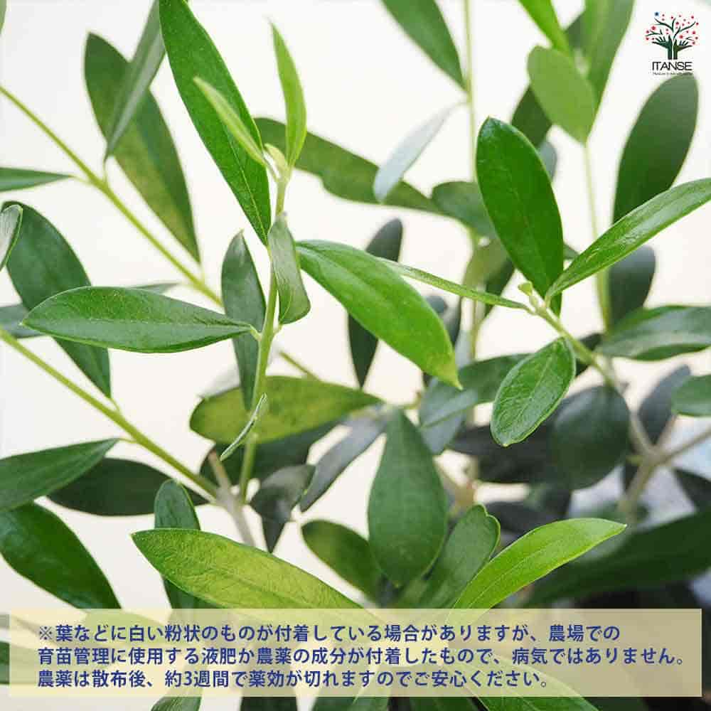 オリーブ レッチーノ 【果樹の苗 3.5号】｜ 【植物のITANSE