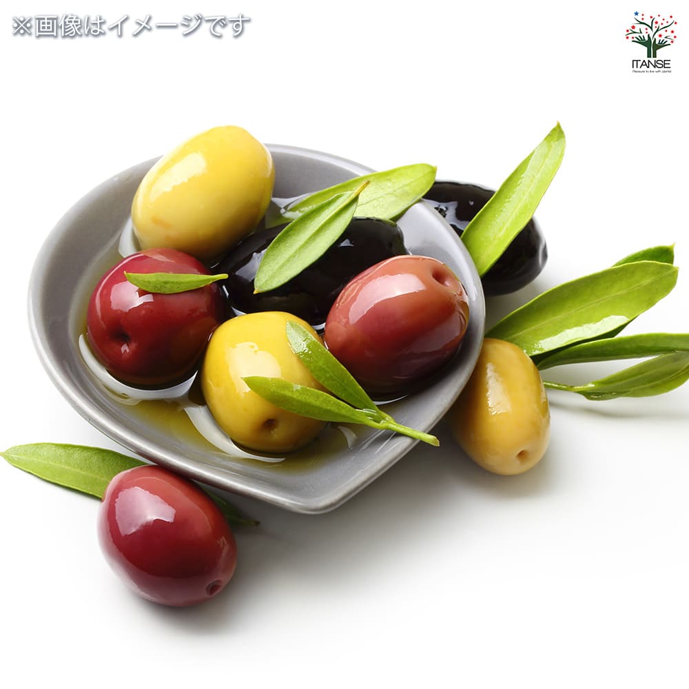 オリーブ レッチーノ 【果樹の苗 3.5号】｜ 【植物のITANSE