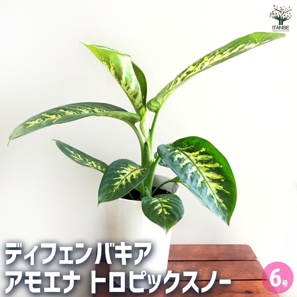 ディフェンバキア アモエナ トロピックスノー 【観葉植物 6号／1個売り