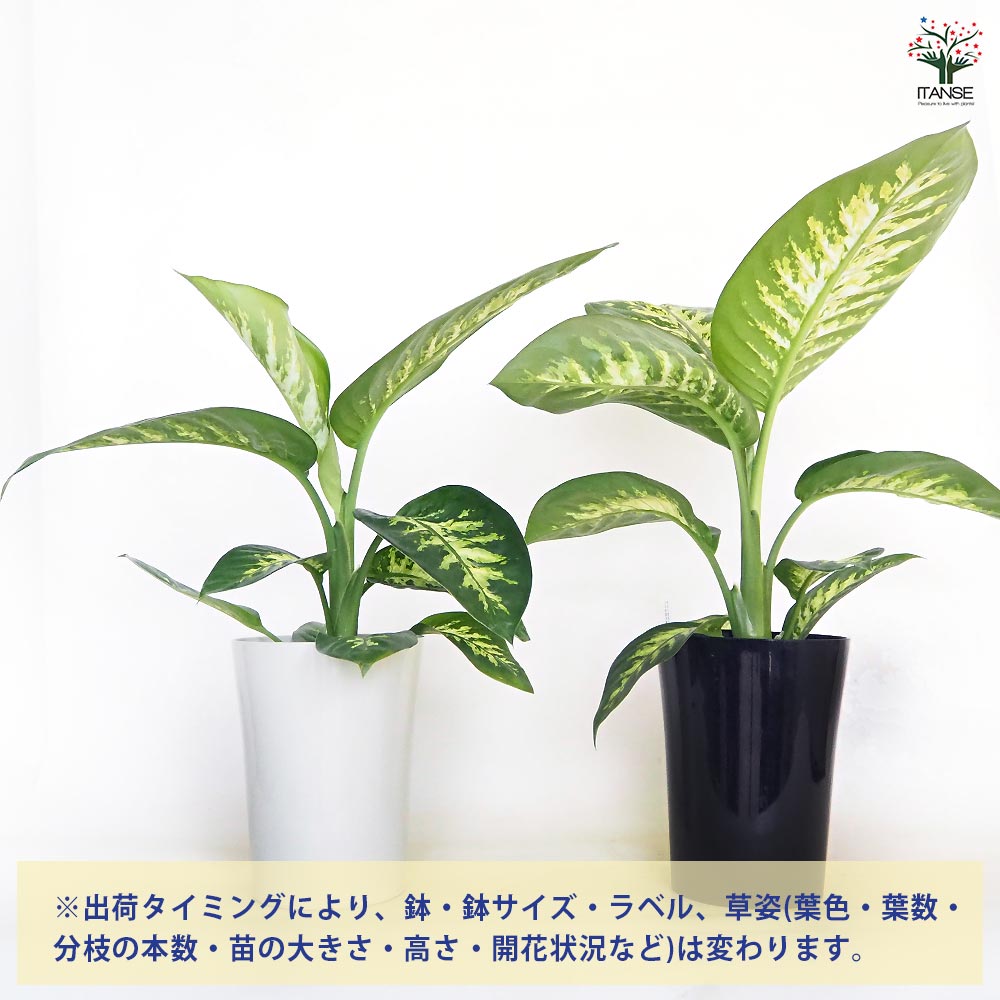 ディフェンバキア アモエナ トロピックスノー 【観葉植物 6号／1個売り