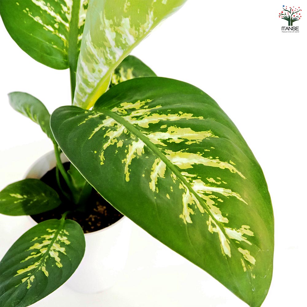 ディフェンバキア アモエナ トロピックスノー 【観葉植物 6号／1個売り