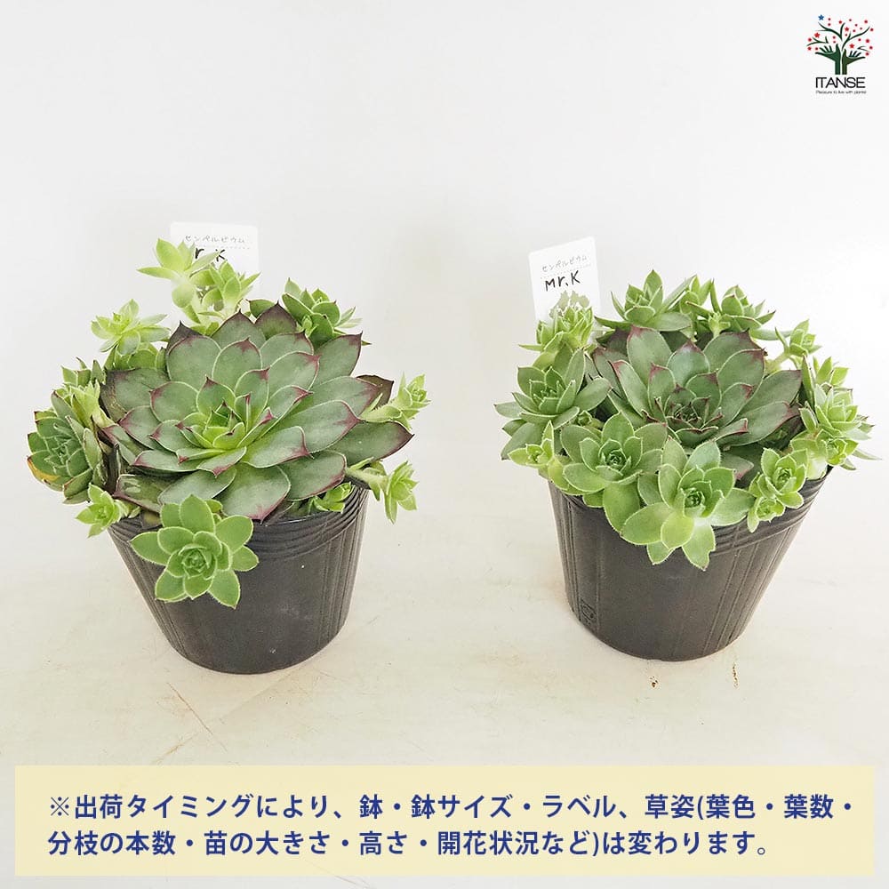 ご確認用　多肉センペルビウム 楽天市場】【多肉植物】センペルビウム 'キューベンセ' (9cm