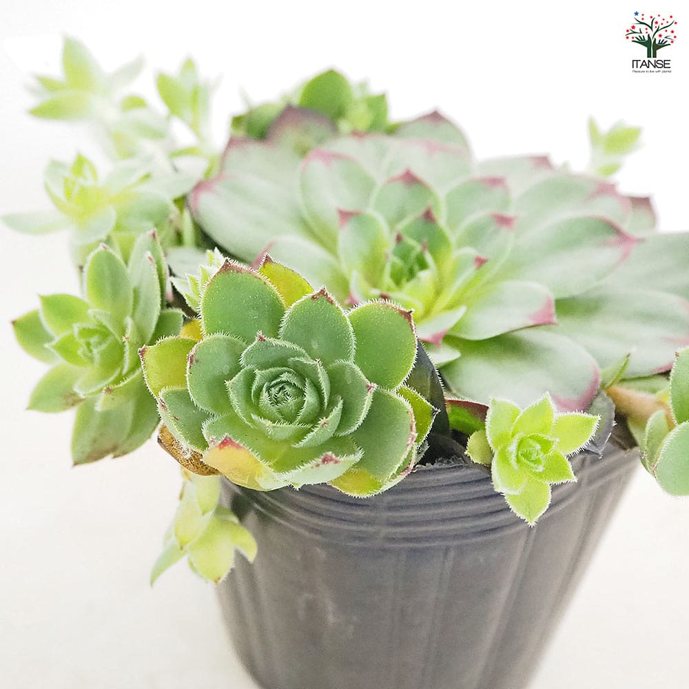 センペルビウム Mr.K 【多肉植物 4号／1個売り】｜ 【植物の