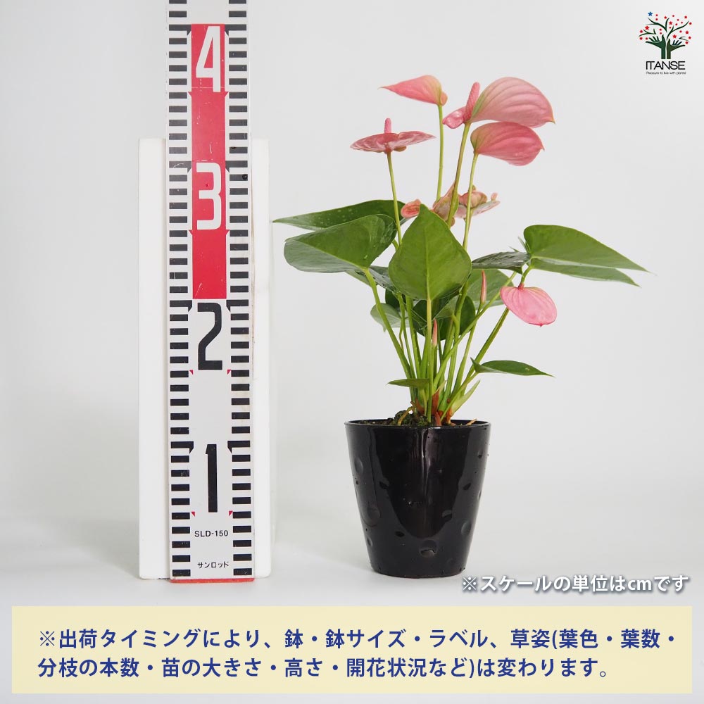 アンスリウム ロイヤルピンクチャンピオン 【観葉植物 4号／1個売り】
