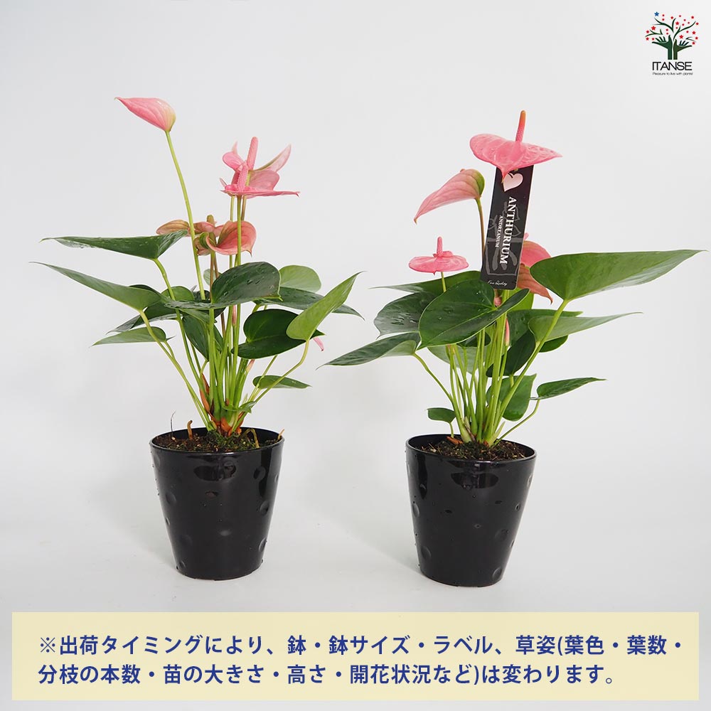 アンスリウム ロイヤルピンクチャンピオン 【観葉植物 4号／1個売り】