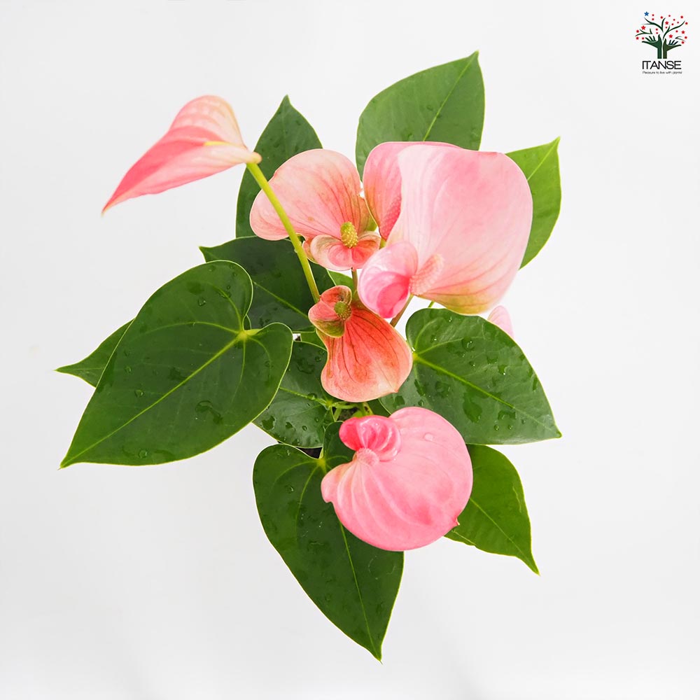 アンスリウム ロイヤルピンクチャンピオン 【観葉植物 4号／1個売り】