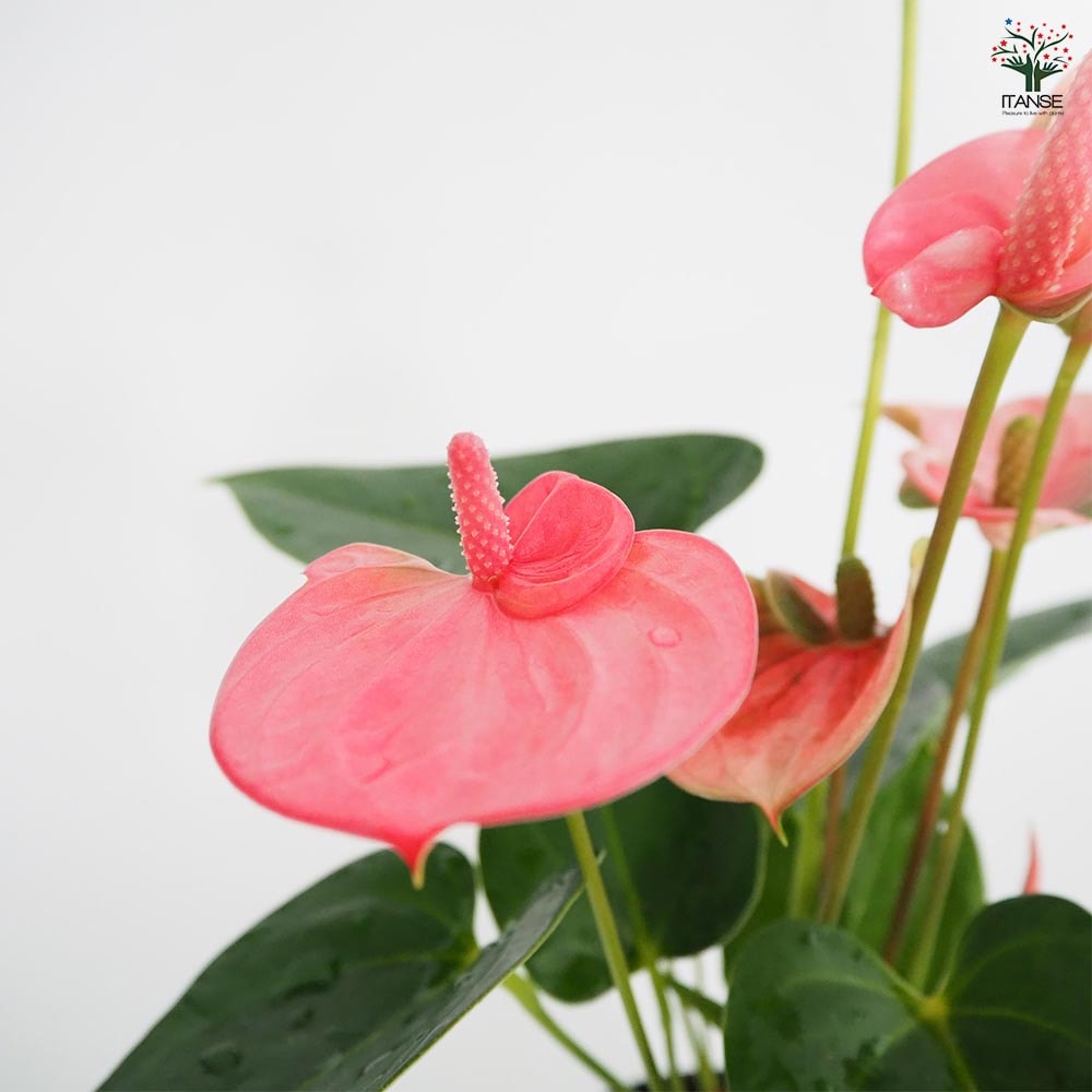 アンスリウム ロイヤルピンクチャンピオン 【観葉植物 4号／1個売り】