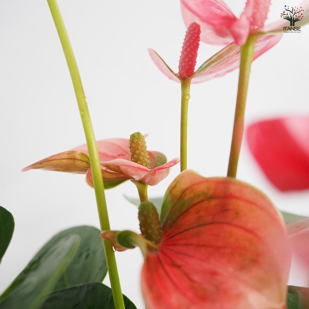 アンスリウム ロイヤルピンクチャンピオン 【観葉植物 4号／1個売り】