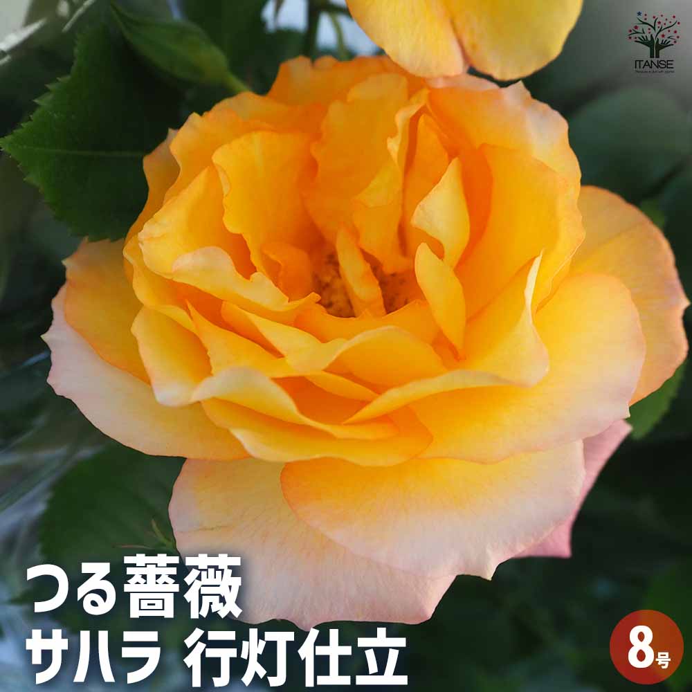 つる薔薇 サハラ 行灯仕立 【花木苗 8号／1個売り】｜ 【植物の