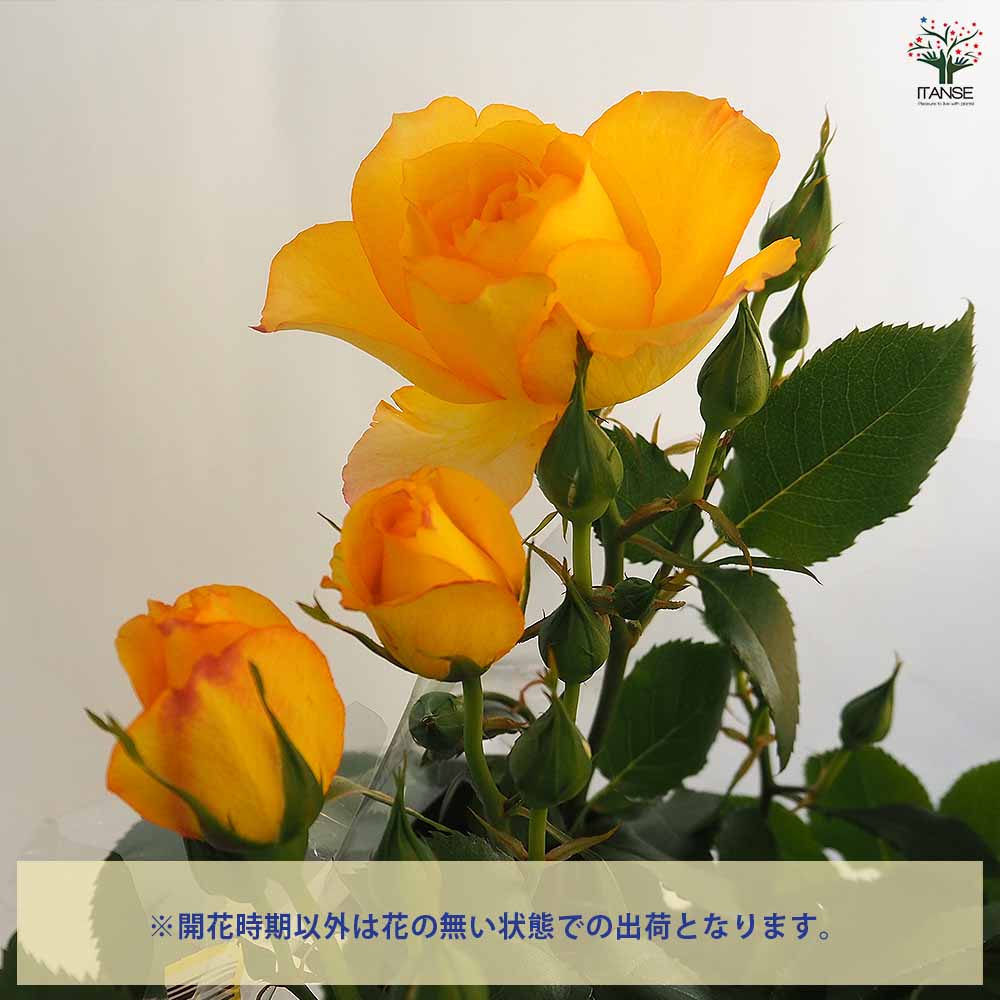 つる薔薇 サハラ 行灯仕立 【花木苗 8号／1個売り】｜ 【植物の