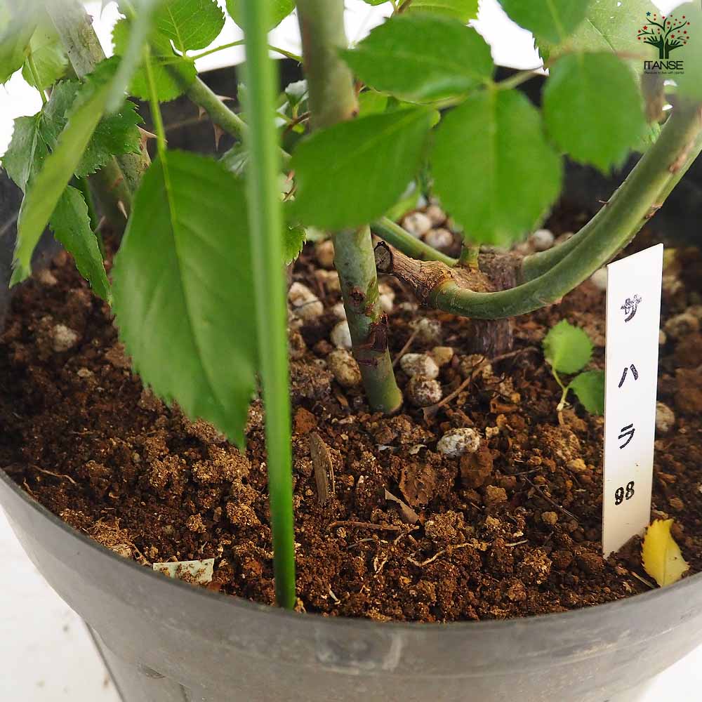 つる薔薇 サハラ 行灯仕立 【花木苗 8号／1個売り】｜ 【植物の
