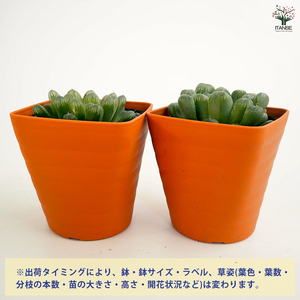 ハオルチア 品種不明B 【多肉植物 3.5号】｜ 【植物のITANSE