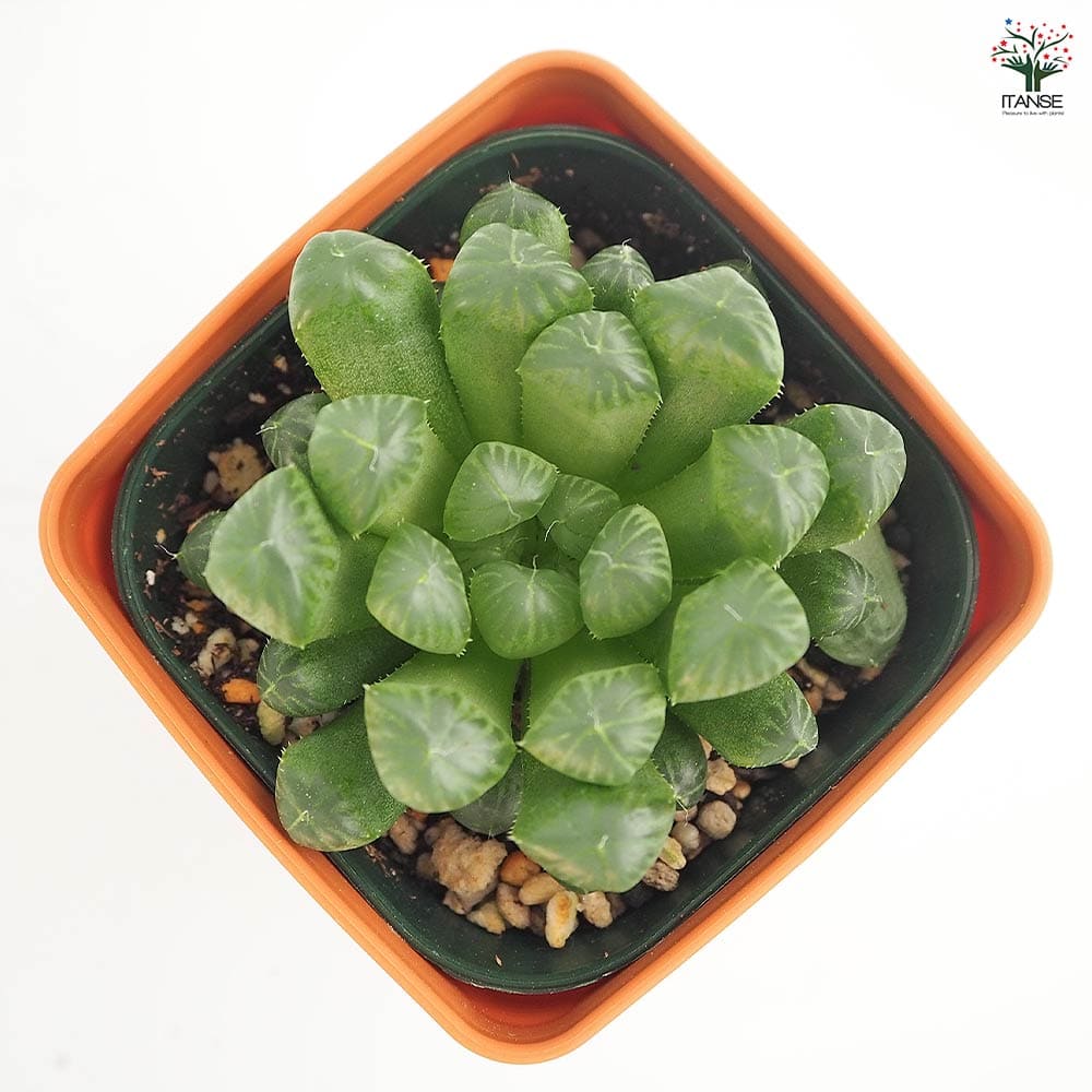 ハオルチア 品種不明B 【多肉植物 3.5号】｜ 【植物のITANSE